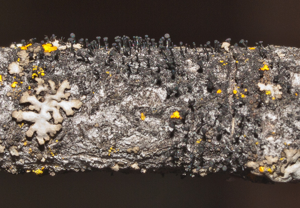 Представитель Отряда Mycocaliciales